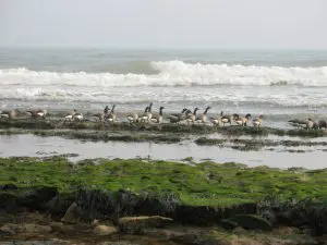 Saint Vincent-sur-Jard - Crédit Photo : ©Office de Tourisme Destination Vendée Grand Littoral