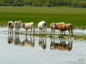 Communal de Lairoux / Curzon - ©Claire Traineau