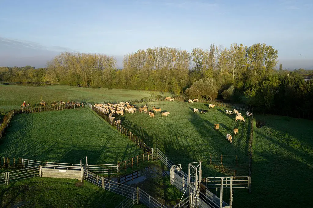 P&acirc;turage dans le communal de Lairoux / Curzon - &copy;Claire Traineau