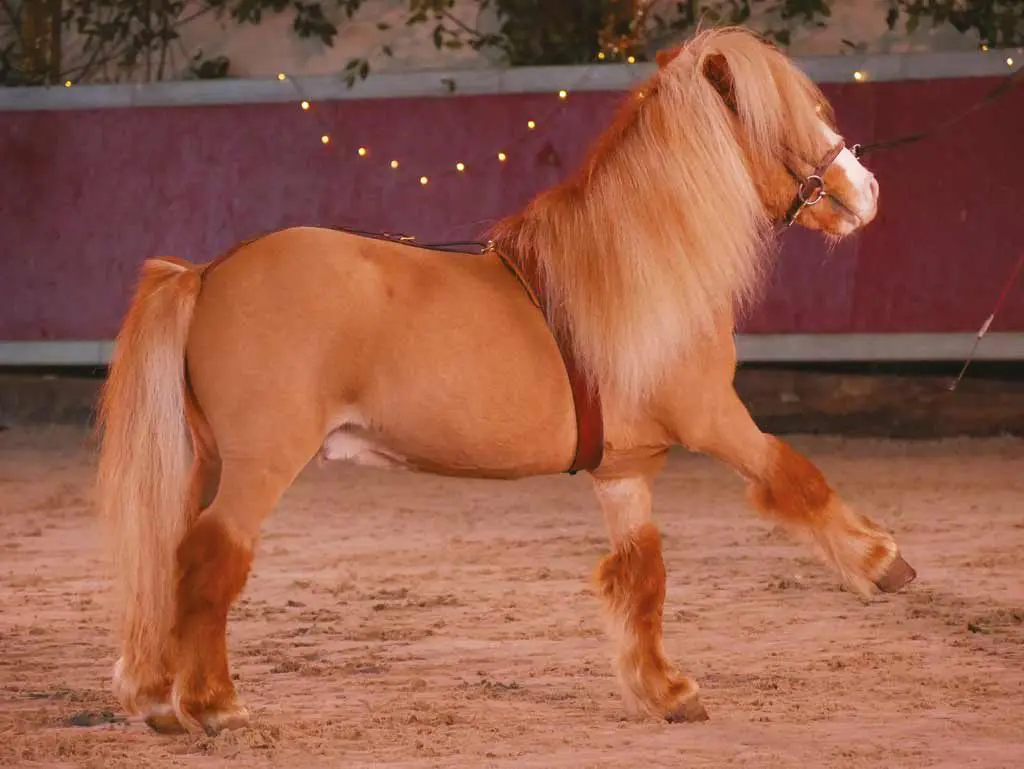 Spectacle aux &eacute;curies d'Artpaillange