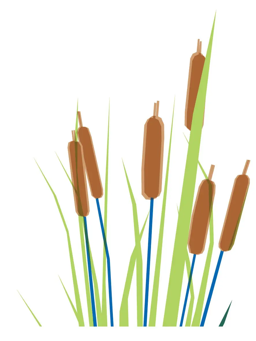 Roseaux du Marais Poitevin - cr&eacute;dit dessin : Marceline Communication