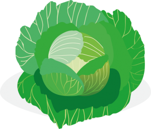 Choux - cr&eacute;dit dessin : Sophie Duprat Caoure