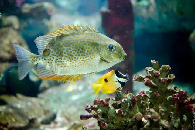 Aquarium Sealand &agrave; Noirmoutier