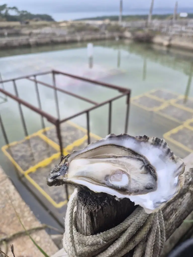 600897195_1444144967712949_209083586258594806_n