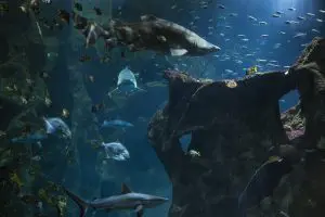 Amphithéâtre des requins - © Stanislas Ledoux - Aquarium La Rochelle SAS