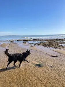 chien-plage-vendee-grand-littoral