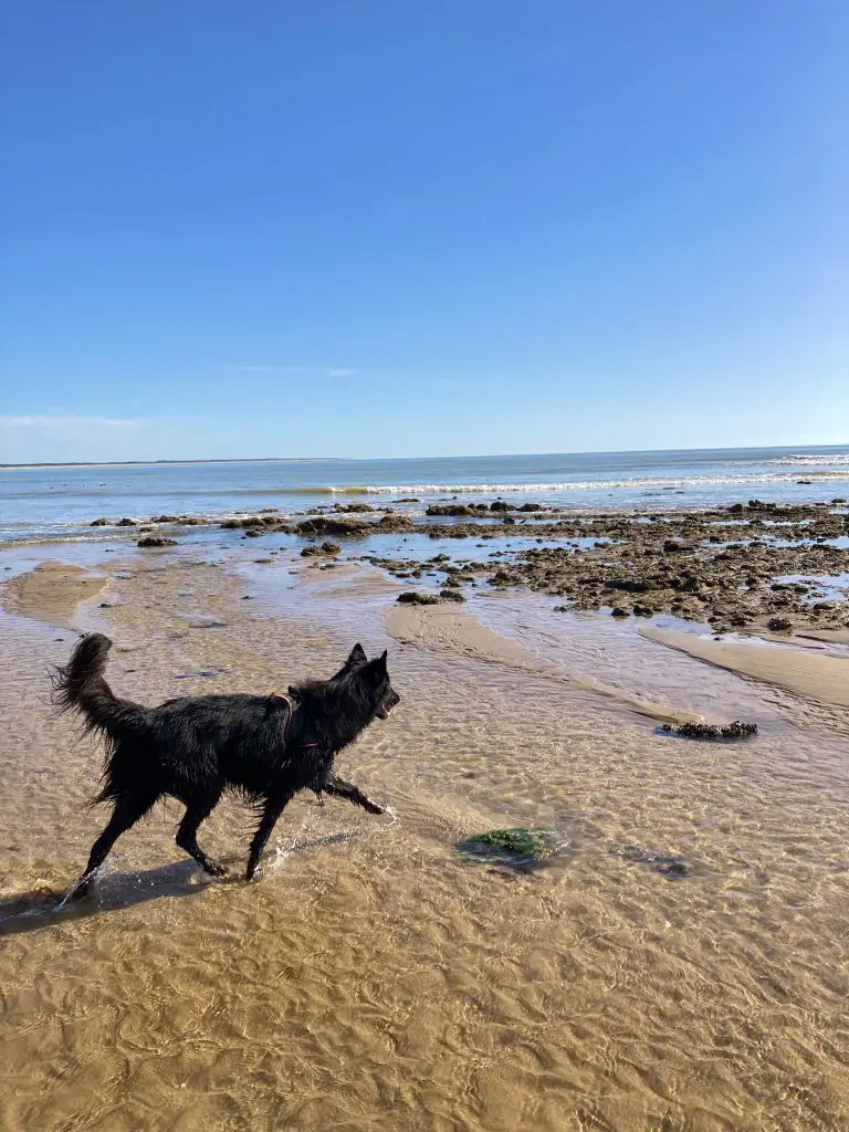 chien-plage-vendee-grand-littoral chien-plage-vendee-grand-littoral