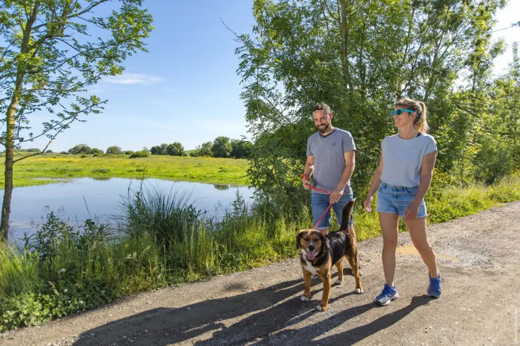chien-vacances-vendee-grand-littoral-simon-bourcier
