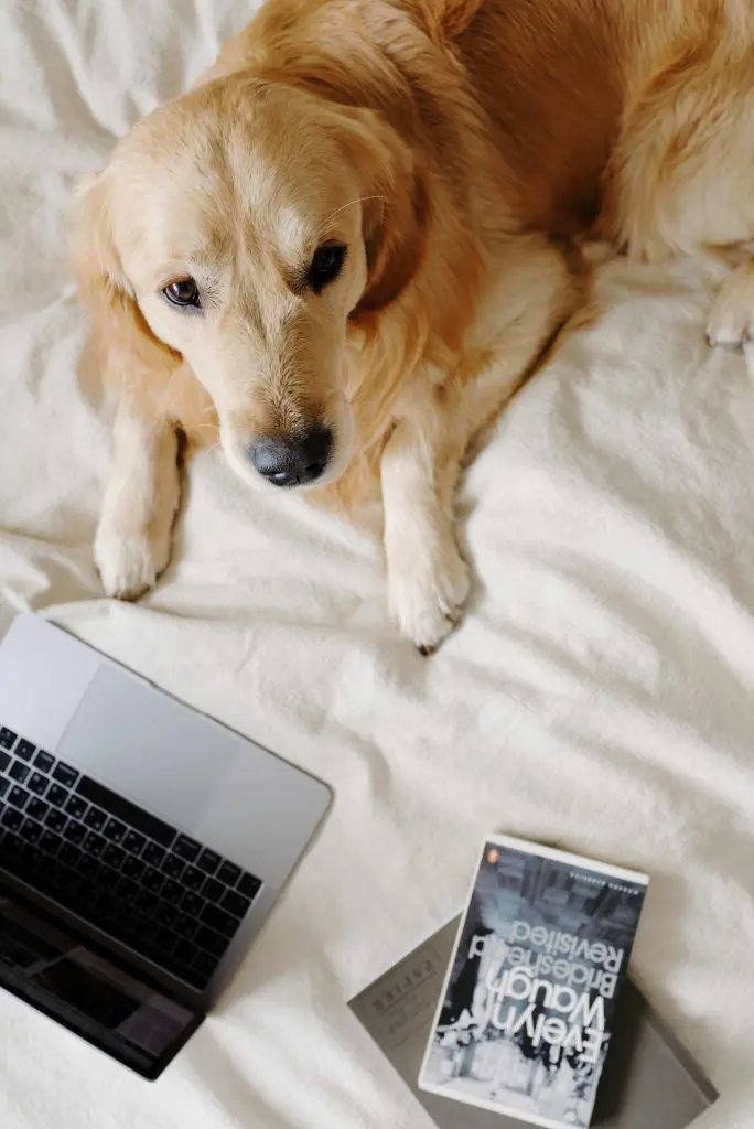 chien-hebergement-vendee-grand-littoral