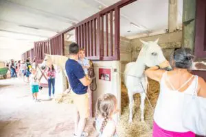 visite_Haras_Vendee_La_Roche_sbourcier