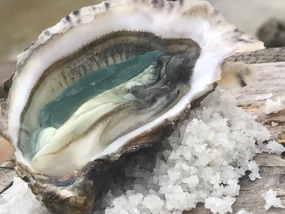 Les Viviers de la Guittière