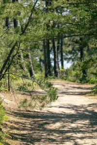 Bois_Forêt