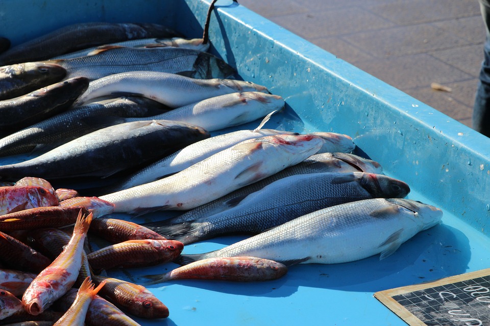 Poissons chez le producteur