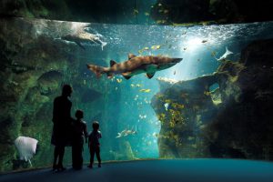 Amphithéâtre des Requins - Aquarium de la Rochelle - Crédit Photos : ©Aquarium de la Rochelle
