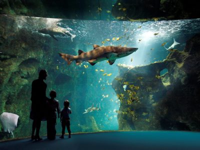 amphithéatre des requins (c) aquarium la rochelle SAS Amphithéâtre des Requins - Aquarium de la Rochelle - Crédit Photos : ©Aquarium de la Rochelle