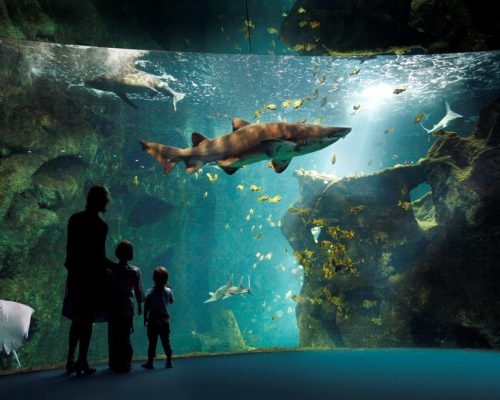 amphithéatre des requins (c) aquarium la rochelle SAS Amphithéâtre des Requins - Aquarium de la Rochelle - Crédit Photos : ©Aquarium de la Rochelle