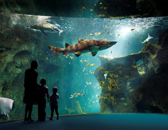 Amphithéâtre des Requins - Aquarium de la Rochelle - Crédit Photos : ©Aquarium de la Rochelle