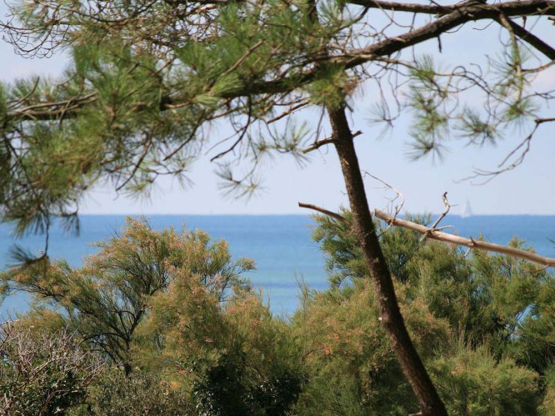 Forêt domaniale de Longeville sur Mer crédit office de tourisme destination vendée grand littoral