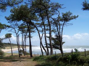 Foret de jard sur mer - crédit photo : destination vendée grand littoral