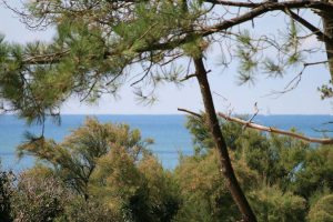 Forêt domaniale de Longeville sur Mer crédit office de tourisme destination vendée grand littoral