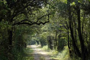 Forêt du Veillon - ©J.Boulissiere