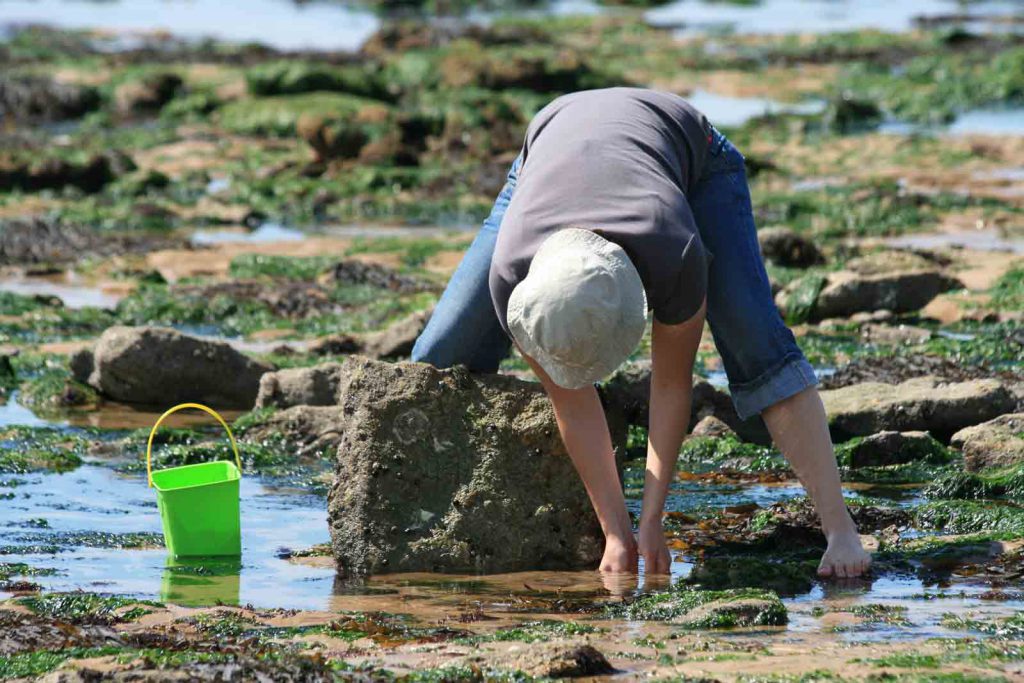 Pêche à pied - Longeville-sur-Mer