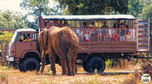 Safari avec Planet Sauvage - Crédit Photo : ©Planet Sauvage