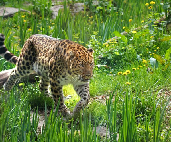Panthere de l'amour - Crédit Photo : ©Zoo des Sables - S.Silhol Panthere de l'amour - Crédit Photo : ©Zoo des Sables - S.Silhol
