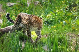 Panthere de l'amour - Crédit Photo : ©Zoo des Sables - S.Silhol