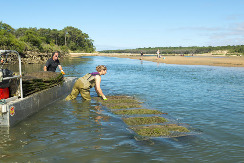 Parcs ostr&eacute;icoles au port de la Guitti&egrave;re - &copy;V. Joncheray