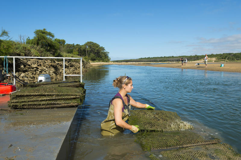 Parcs ostr&eacute;icoles du Port de la Guitti&egrave;re - &copy;V. Joncheray