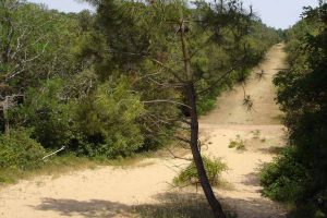 Forêt domaniale de Longeville sur Mer crédit office de tourisme destination vendée grand littoral