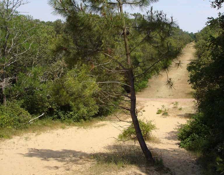 Forêt domaniale de Longeville sur Mer crédit office de tourisme destination vendée grand littoral