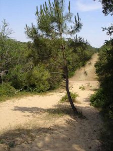 Forêt domaniale de Longeville sur Mer crédit office de tourisme destination vendée grand littoral