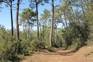 Pins for&ecirc;t de Longeville sur Mer cr&eacute;dit office de tourisme destination vend&eacute;e grand littoral