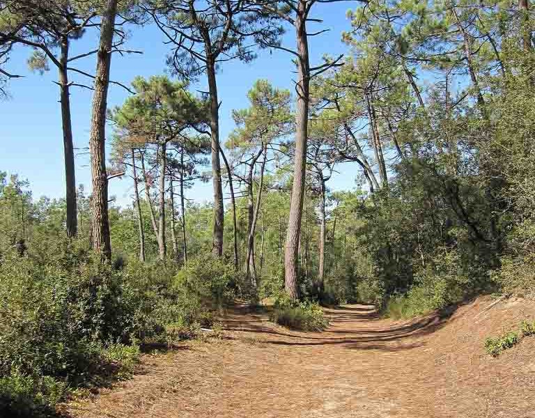 Pins forêt de Longeville sur Mer crédit office de tourisme destination vendée grand littoral