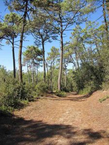 Pins forêt de Longeville sur Mer crédit office de tourisme destination vendée grand littoral