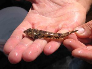 Gobie, la pêche à pied - Destination Vendée Grand Littoral - Crédit Palier Sébastien