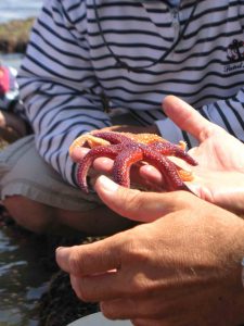 Etoiles de mer, la pêche à pied - Destination Vendée Grand Littoral - Crédit Palier Sébastien