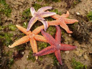 Etoiles de mer, la pêche à pied - Destination Vendée Grand Littoral - Crédit Palier Sébastien