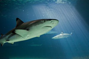 Aquarium de Vendée à Talmont-Saint-Hilaire