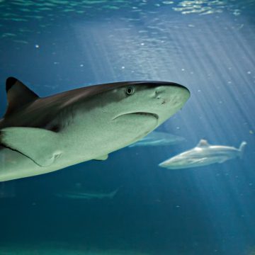 Aquarium de Vendée à Talmont-Saint-Hilaire