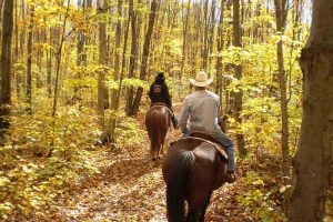 Balade à cheval dans la forêt