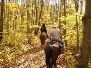 Balade à cheval dans la forêt