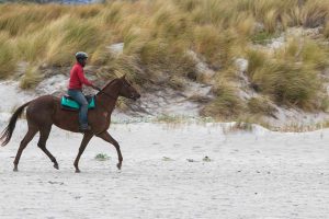 Balade à cheval - Destination Vendée Grand Littoral