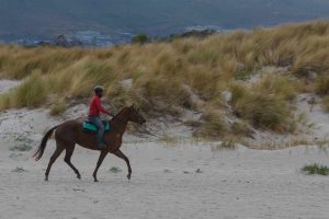 Balade équestre cheval sur la plage