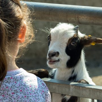 Chèvre zoo - Crédit Photo : ©Pixabay