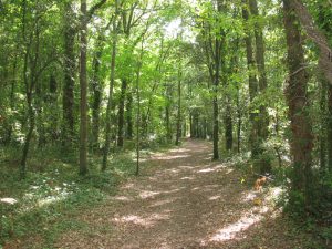 foret domaniale saint vincent sur jard - Crédit Photo : ©Office de Tourisme Destination Vendée Grand Littoral