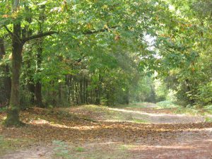 Circuit forêt Saint-Vincent-sur-Jard