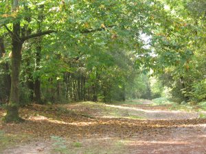 foret domaniale saint vincent sur jard - Crédit Photo : ©Office de Tourisme Destination Vendée Grand Littoral